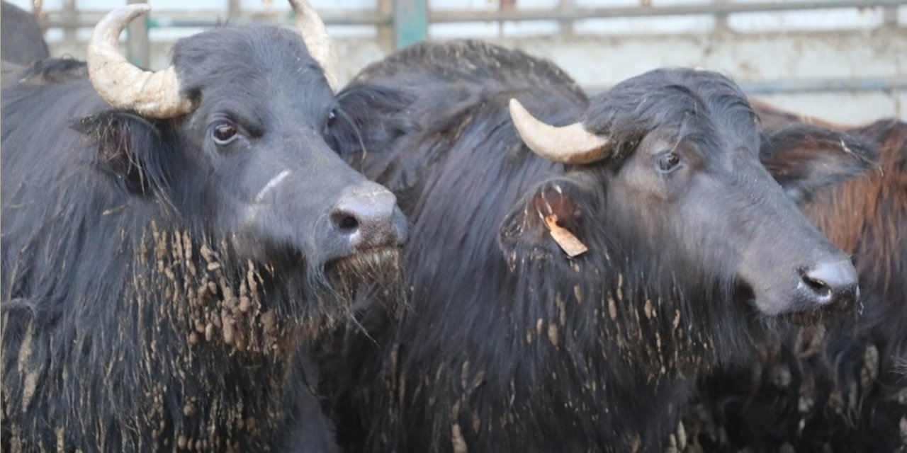 Samsun'a Kandıra'dan 36 comba getirildi