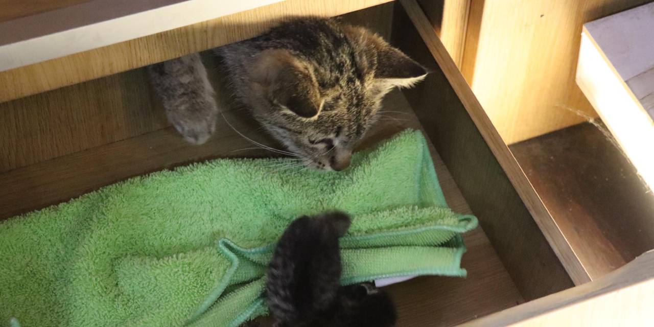 Çekmeceden gelen sesle öğrendi: İş yerine giren kedi doğum yaptı