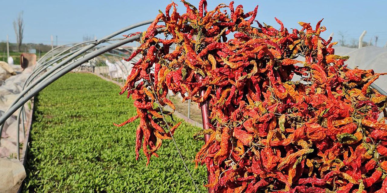 Karaağaç acı biberi üreticisi, fidesini de kendisi yetiştirip maliyeti azalttı