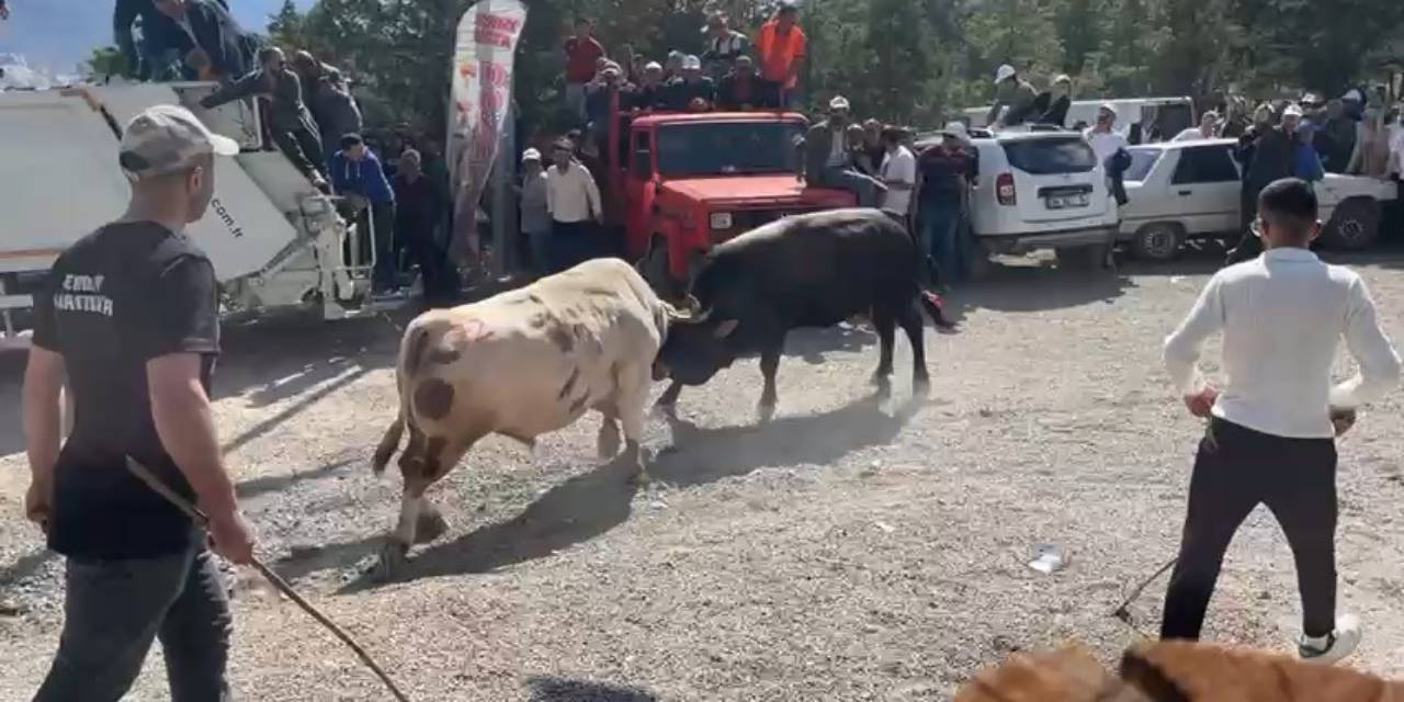 İspanya değil Artvin: Boğaların güreşi arenanın dışına taştı!