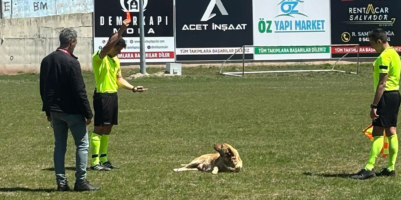 Konya'da hakem köpeğe kırmızı kart gösterdi