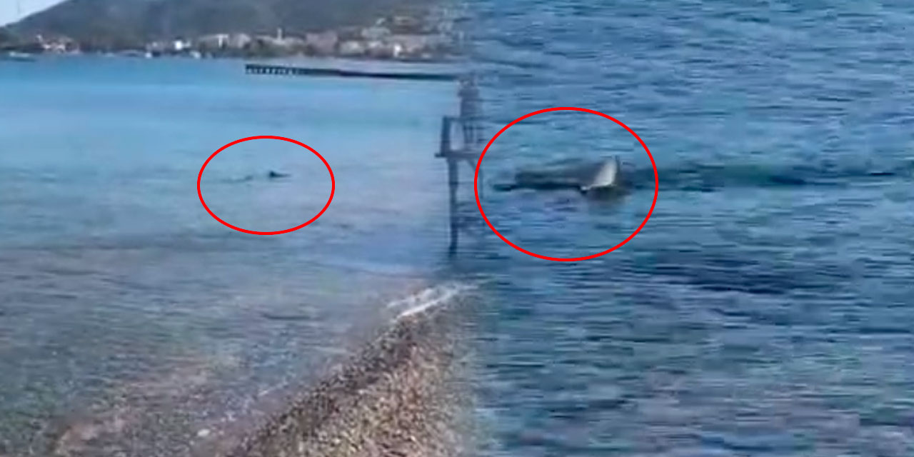 Datça'da köpek balığı endişesi