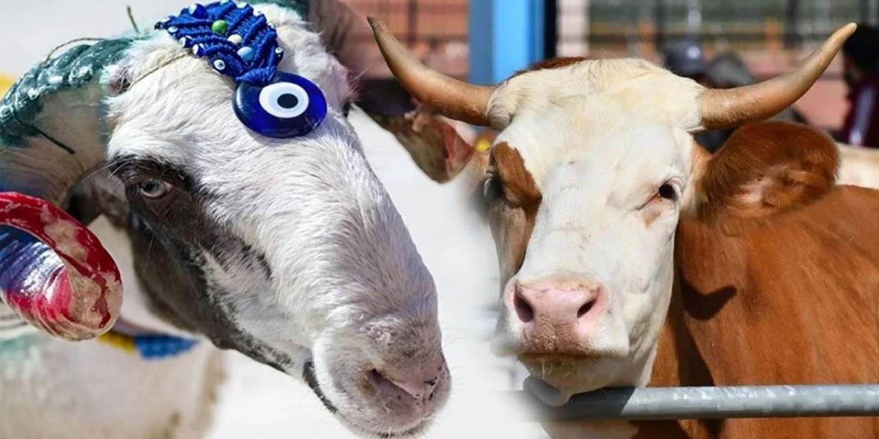 Son Dakika | 2025 kurban kesim bedeli belli oldu