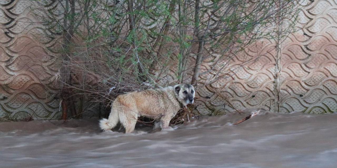 Oltu Çayı'nda sürüklenen köpek için 4 saatlik çalışma!