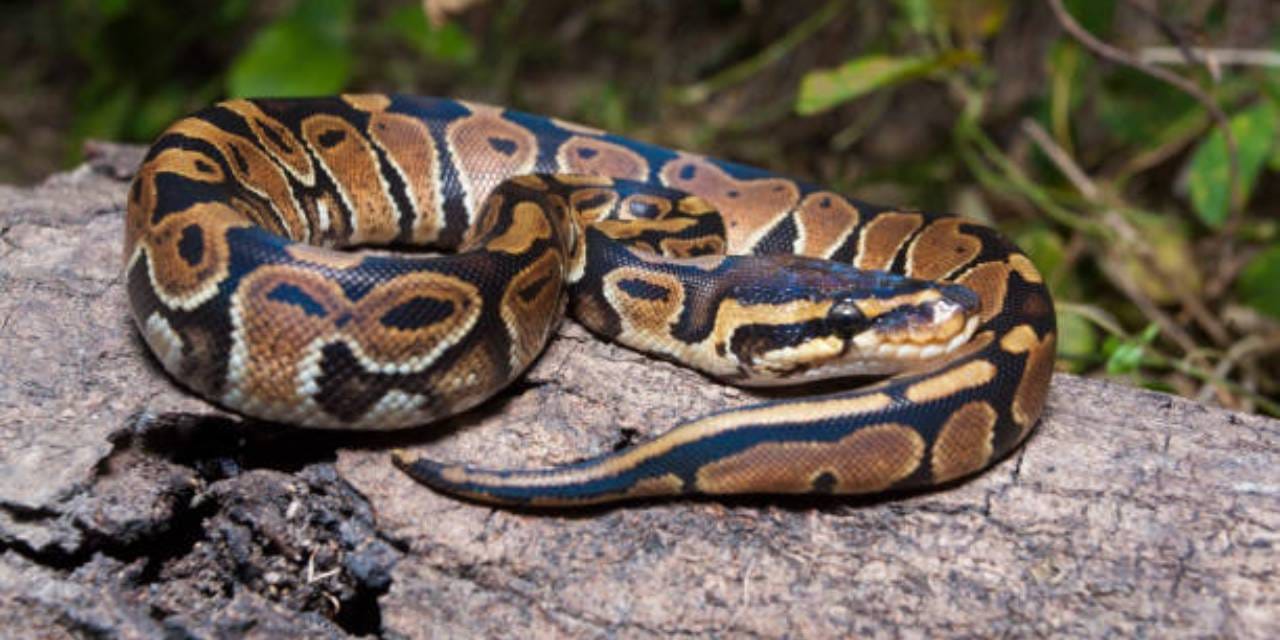 Sakarya’da kraliyet pitonu ele geçirildi