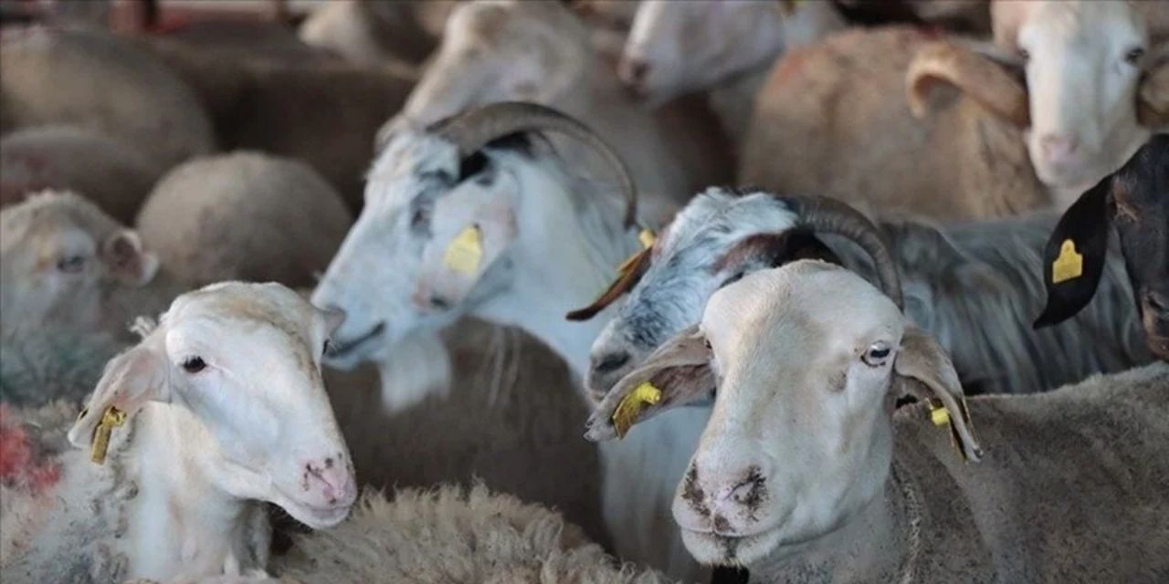 CHP'li Ömer Fethi Gürer: 4 bin liraya emekli bu kurbanın neyini alabilir?