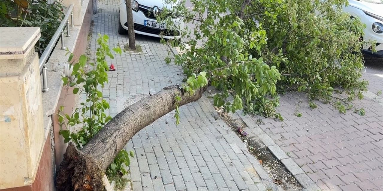 Avcılar’da fırtına alarmı: Ağaç devrildi