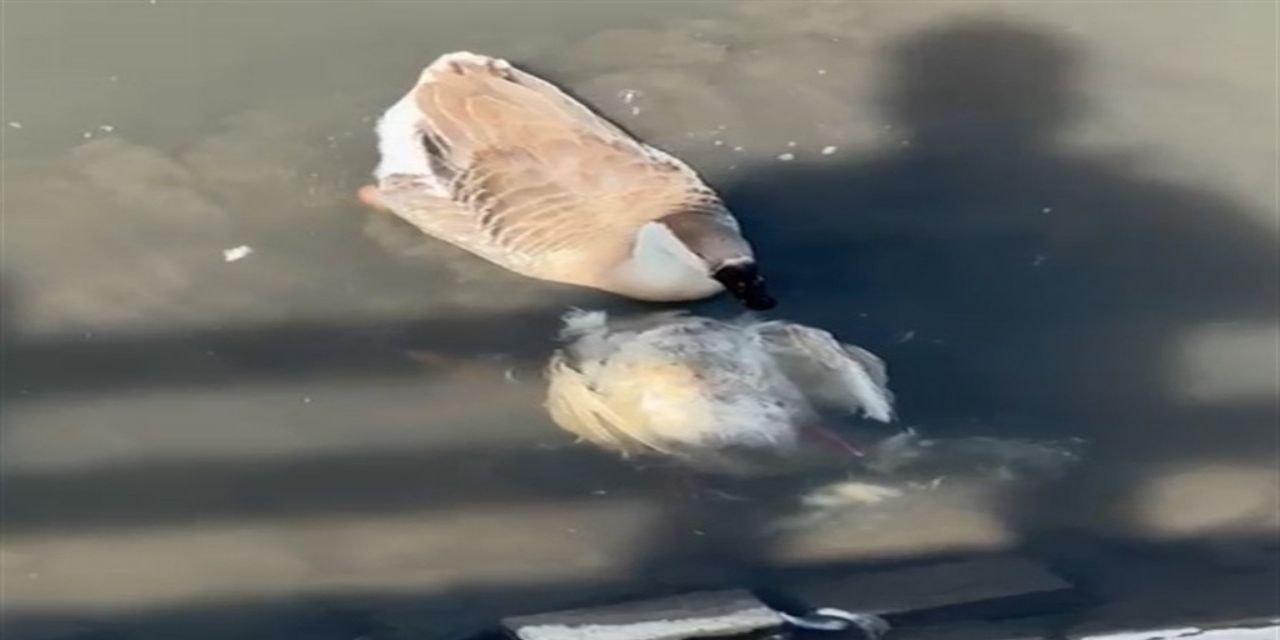 Tehlike büyüyor! Yeşilırmak’ta balıklardan sonra ördek ve kazlar da ölmeye başladı!