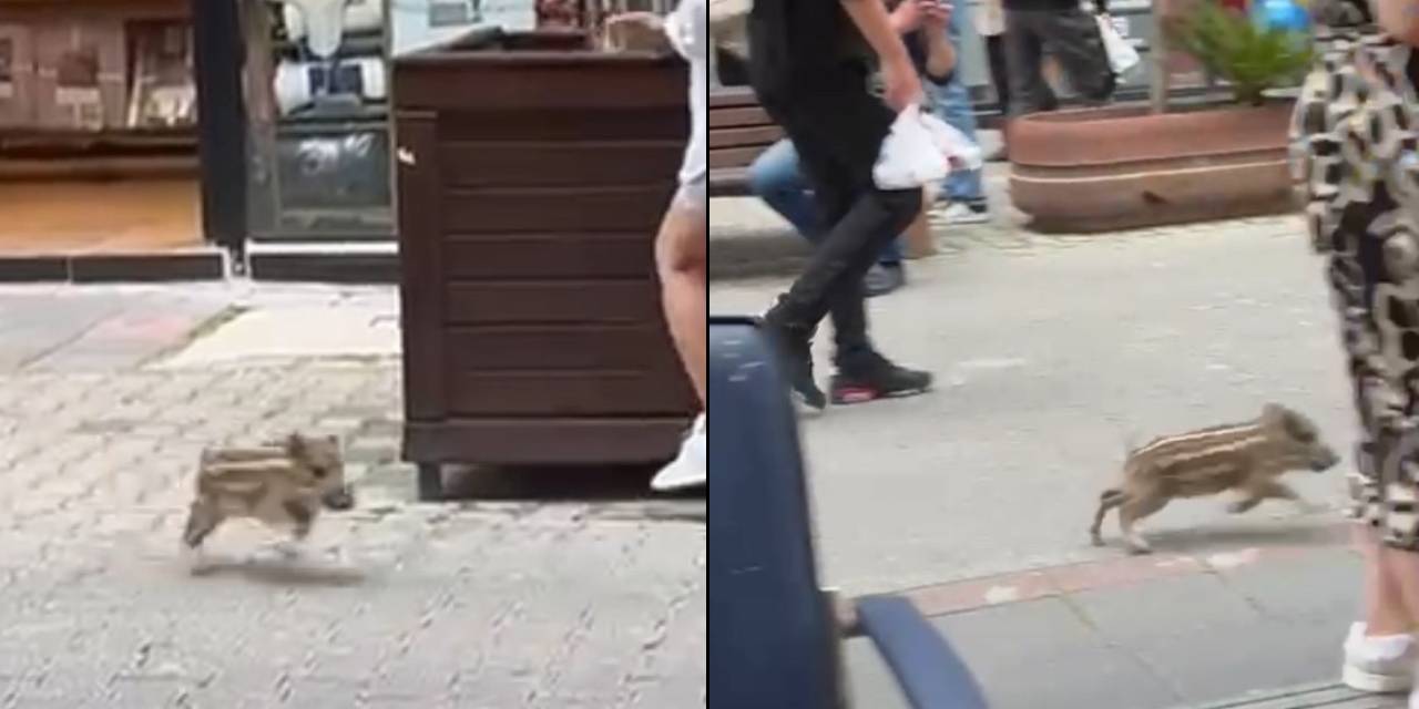 Dükkana giren domuz terör estirdi