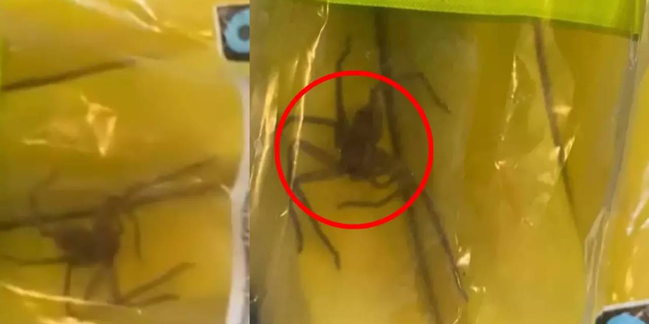 Zincir marketten almışlardı: Paketin içinden örümcek çıktı