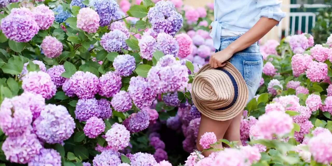 Mayıs ayı ortanca ayı