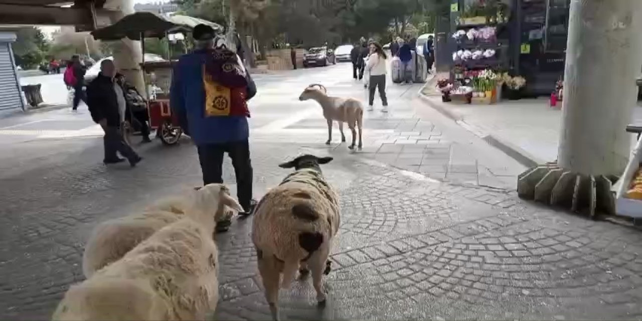 4 koyunu ile İstanbul'da gezintiye çıktı