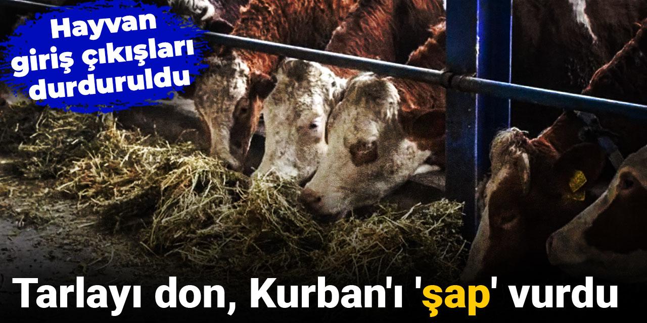 Tarlayı don Kurban'ı 'şap' vurdu: Hayvan giriş çıkışları durduruldu
