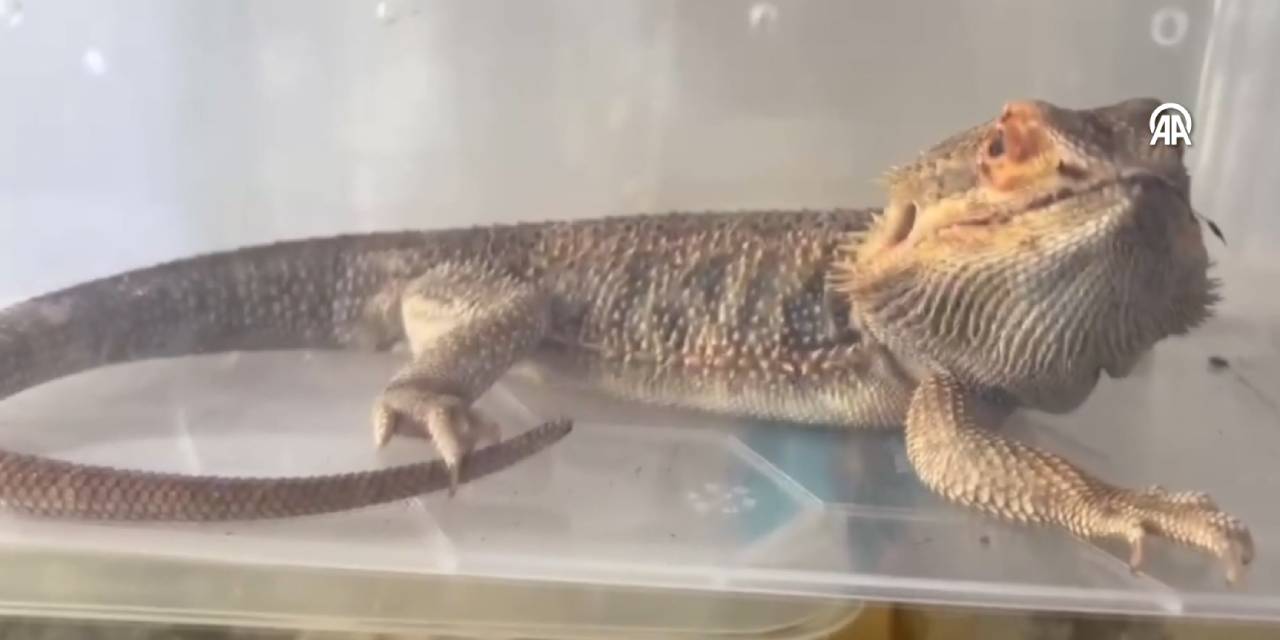 Ankara'da yasa dışı hayvan satışına baskın! Tarantula, sakallı ejder, piton ve daha fazlası...