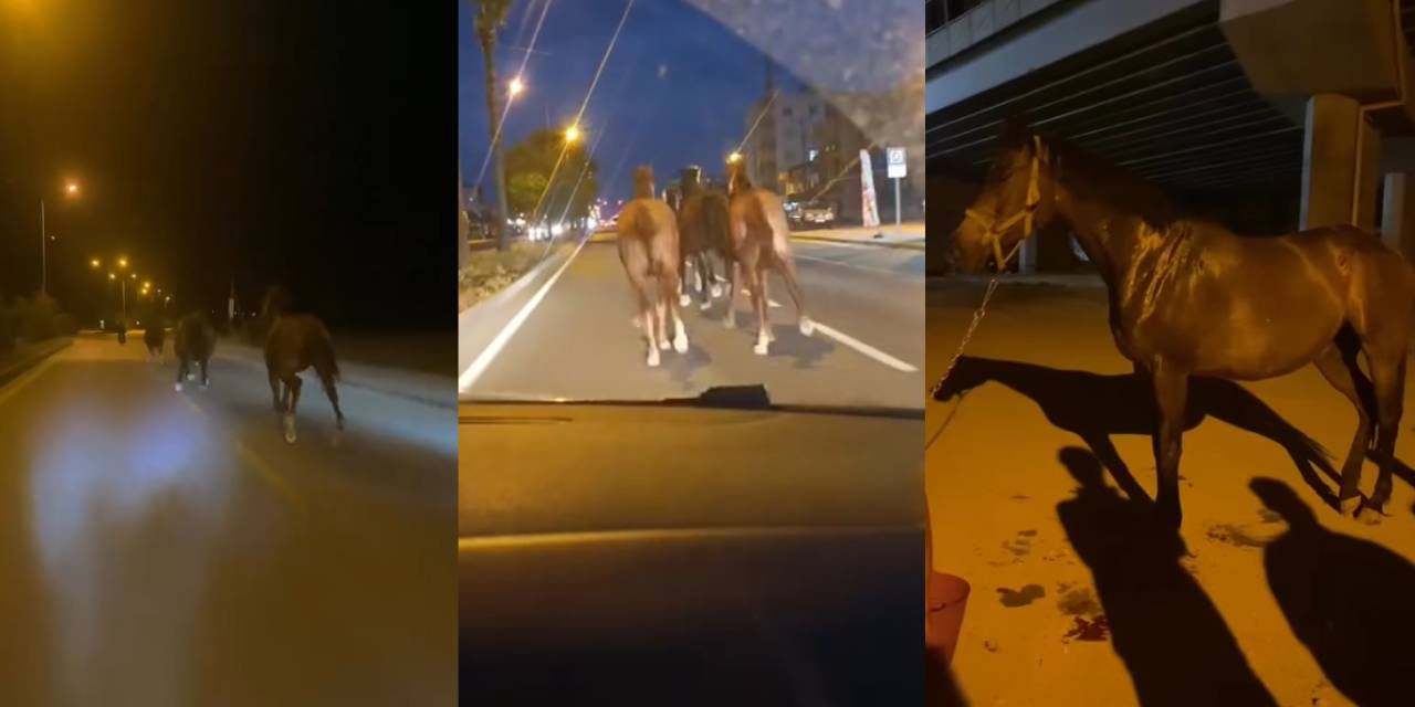 Mehmet Emin Karamehmet'in yarış atları kaçtı! Özgürlüğe dört nala...