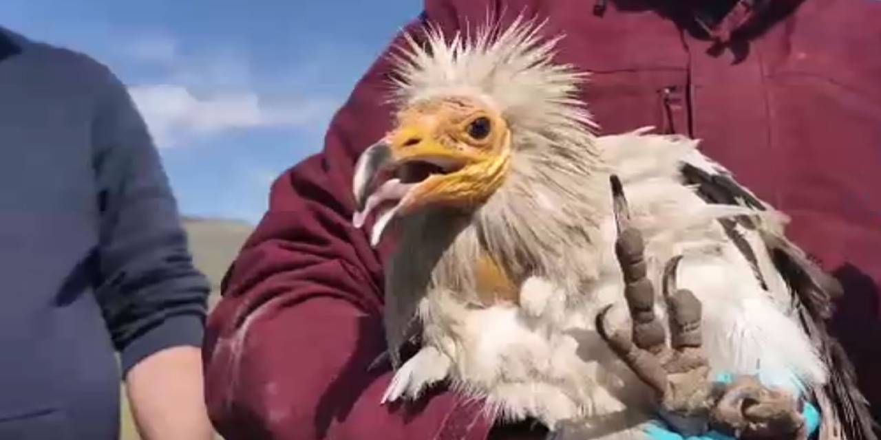 Verici takılıp salınan akbaba 3 yıl sonra geri döndü: 11 ülke gezmiş
