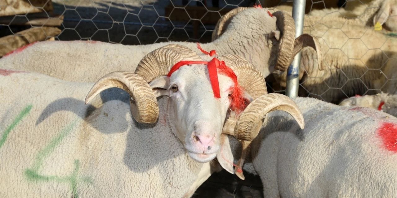 Emekli bayramı değil, geçimi düşünüyor: “Zaten et alma şansımız yok”