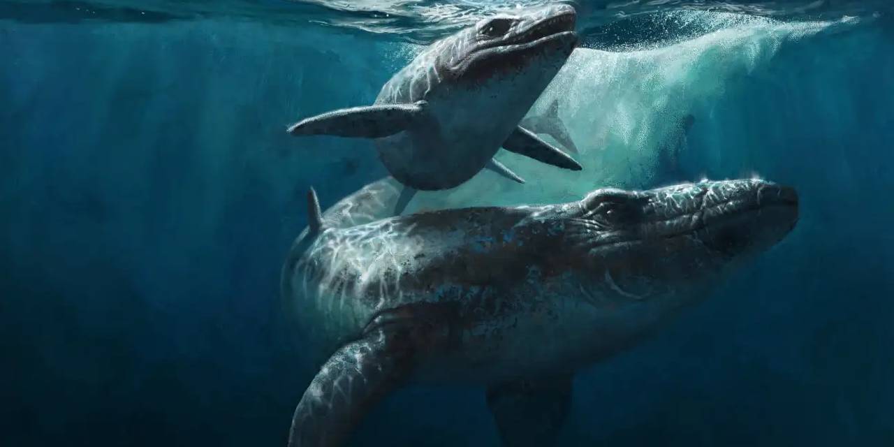 82 milyon yıllık sır! Modern okyanusların kralı olsa ne olurdu?