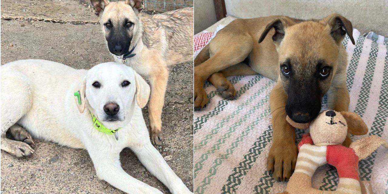 CHP başvurmuştu: 'Katliam Yasası’nın AYM’de görüşüleceği tarih belli oldu