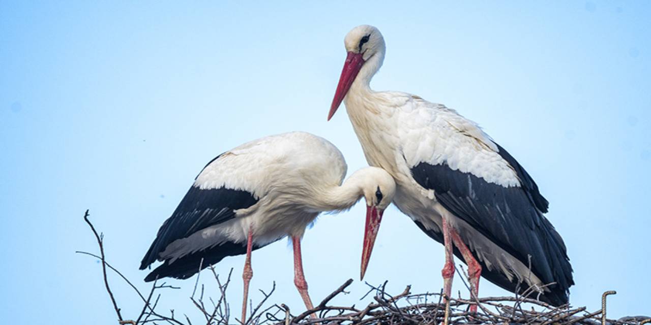 Yaren leyleğin 2 yavrusu yumurtadan çıktı