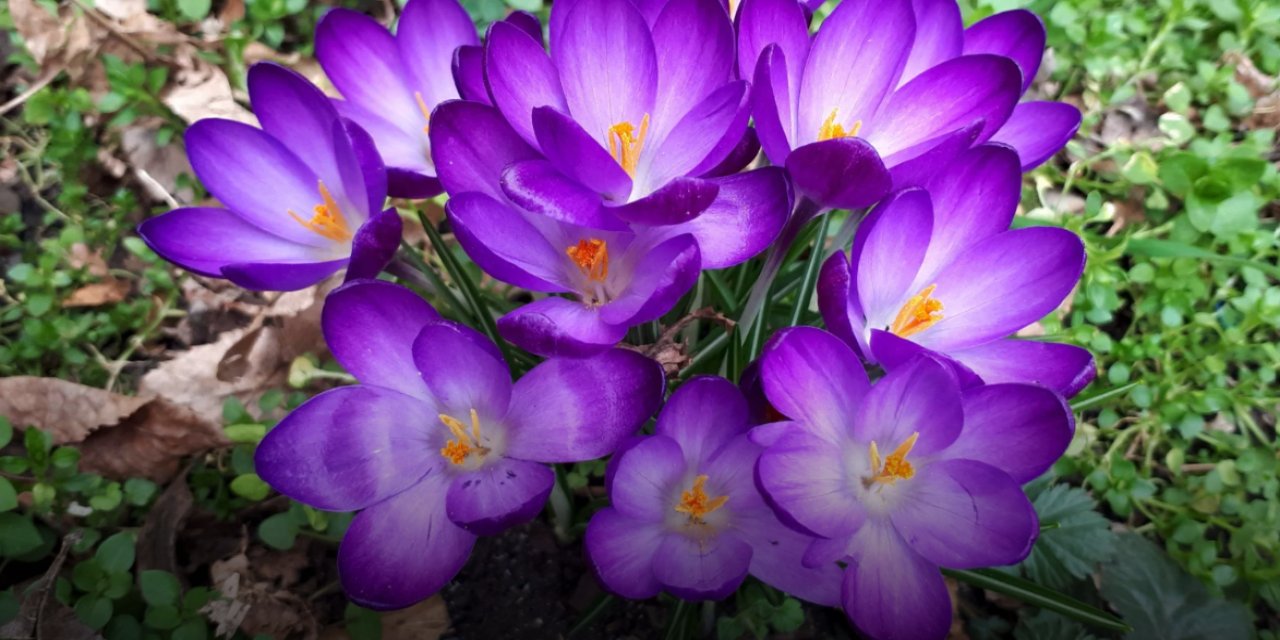 Gölgede çılgınca büyüyen çiçekler ve sebzeler