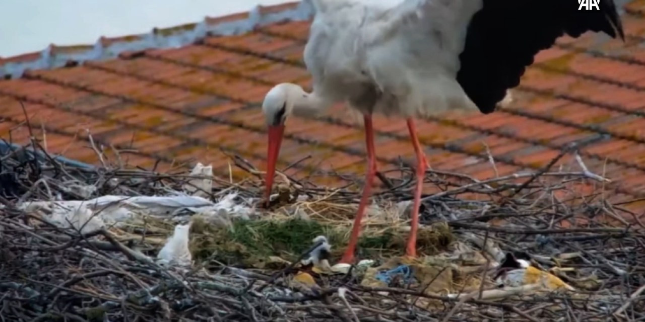 Yaren'in yavruları oldu... Baba olduğunu duyan şaşırdı