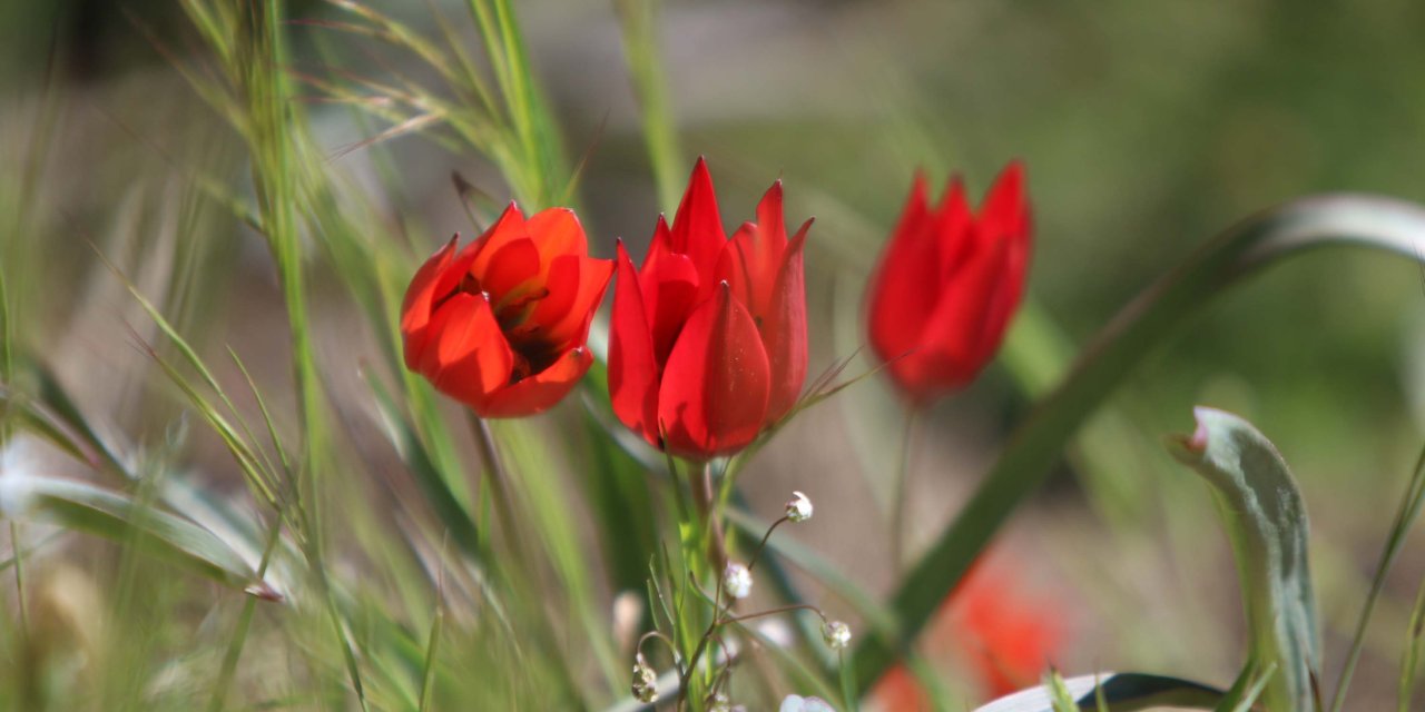 Bu çiçekleri koparmanın cezası 557 bin TL: Sadece 10 gün canlı kalacak