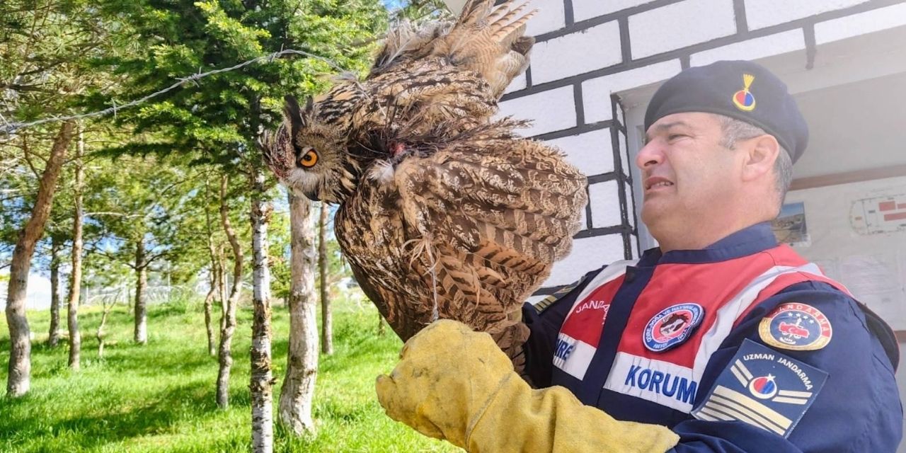 Dikenli tellere takılan puhu kuşu kurtarıldı