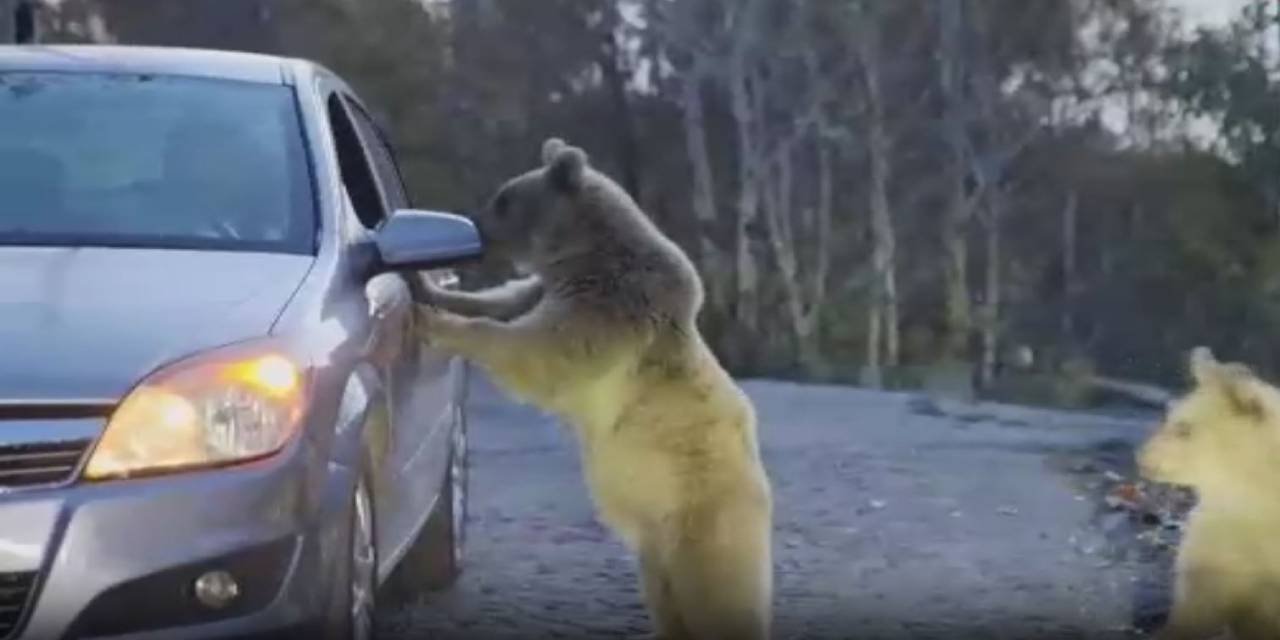 Valilik piknikçileri bozayılara karşı uyardı