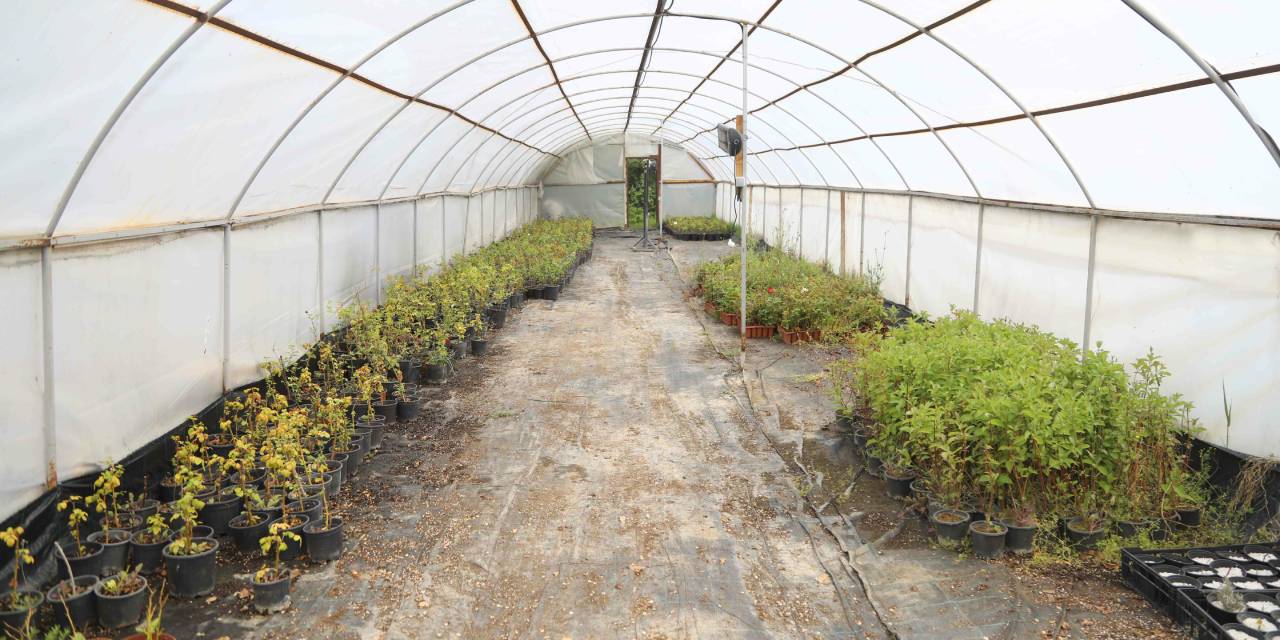 Başkent yaza çiçek açacak: Uğur Mumcu Parkı'nda yetiştirildi