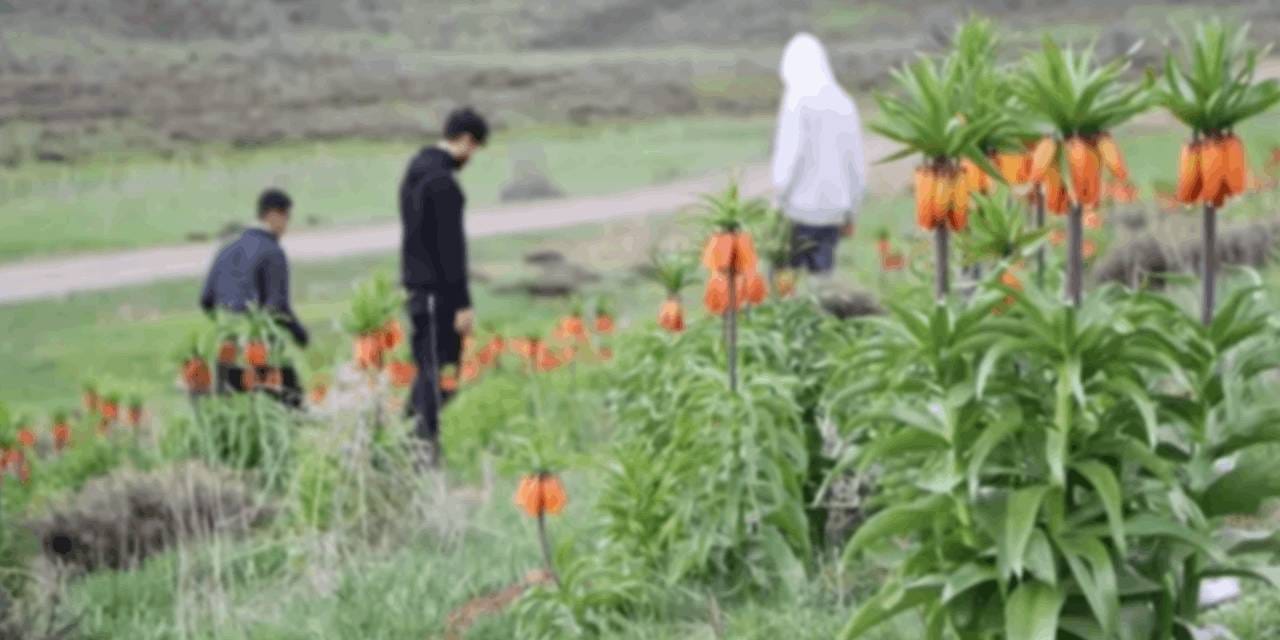 Ağlayan gelin ortaya çıktı: Herkes Bingöl'e akın etti!