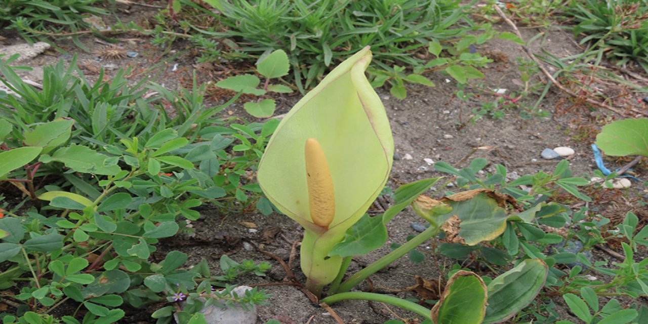 Dünyada  sadece Hatay’da var: Eşi benzeri yok!