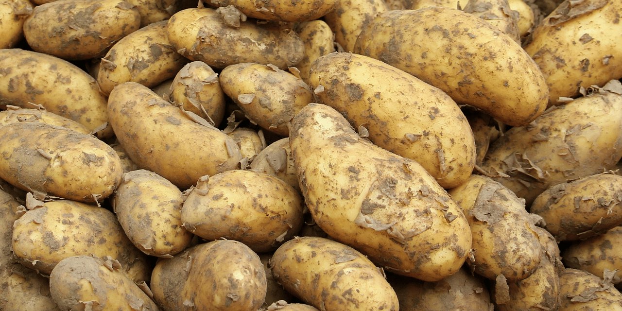 Virüs alarmı: Tonlarca patates Mersin Limanı'ndan döndü