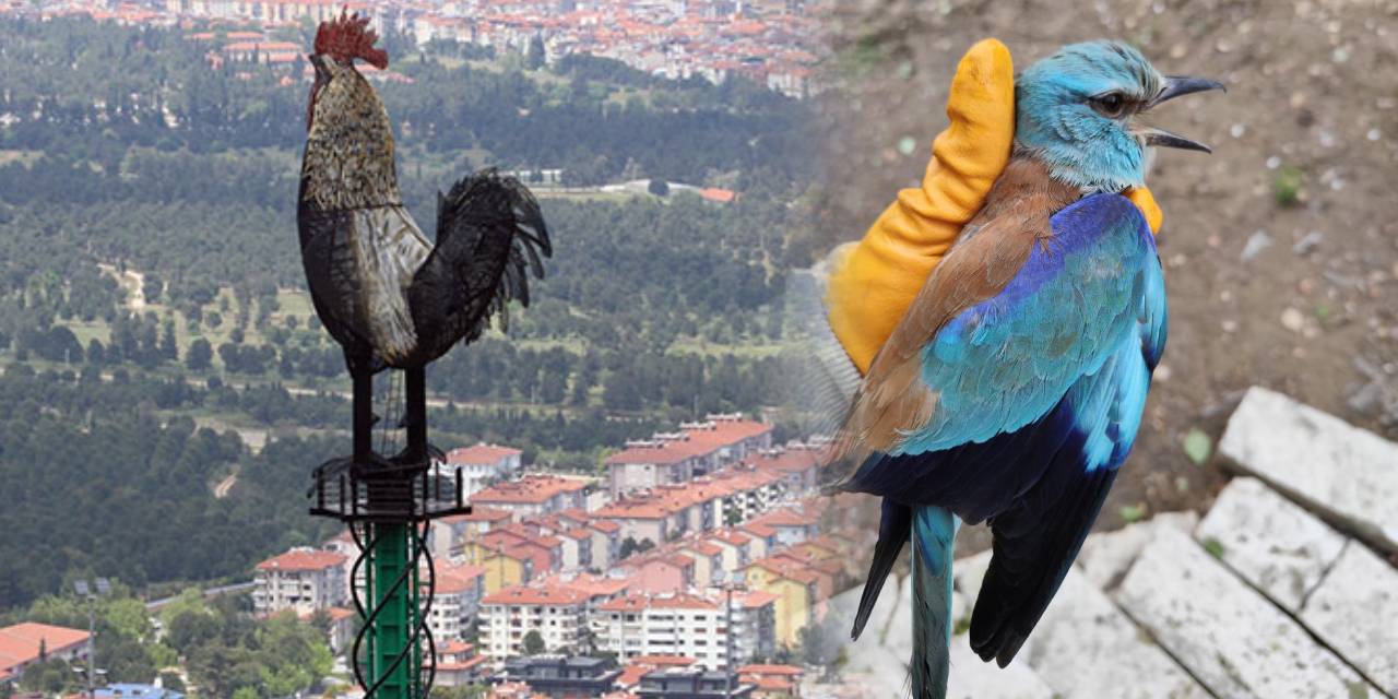 Göreni büyüleyen gökkuzgun horozun memleketinde bitap düştü