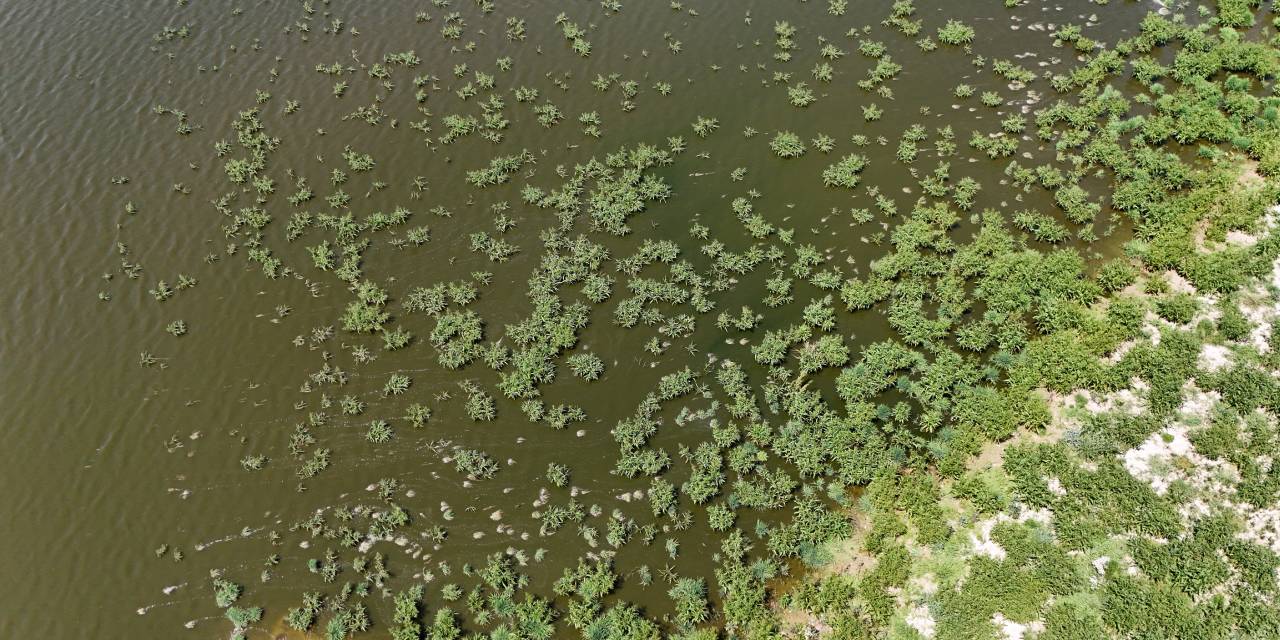 Kırklareli'nde korkutan manzara! Suyun rengi değişti balıklar öldü