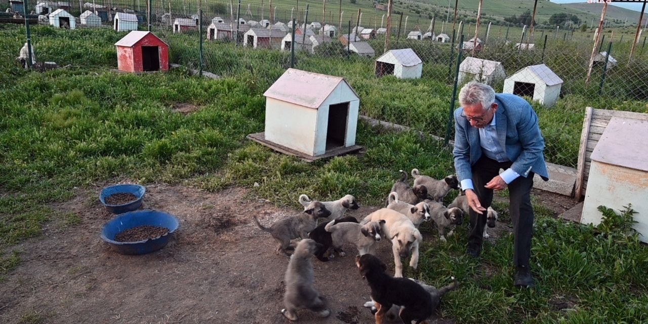Yozgat Belediye Başkanı Arslan: Sokak hayvanlarının öldürülmesine izin vermeyeceğim