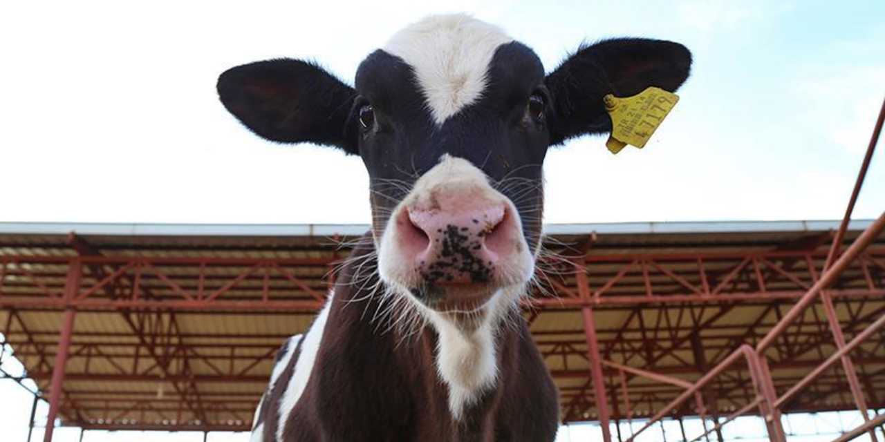 "Kezban teyze"nin kaybolan düvesi dron ile bulundu