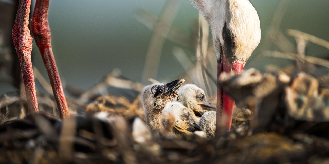 Yaren'in artık 4 yavrusu var