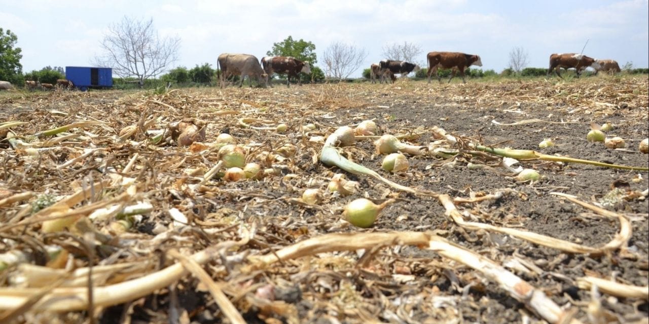 15'e mal ediyor, 5 liraya satıyorlar: Faize yatırsak para kazanırız