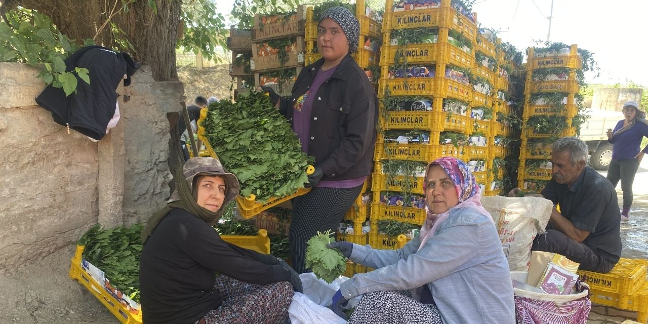 Yetiştirmesi kolay getirisi yüksek İç ve dış pazarda kapış kapış