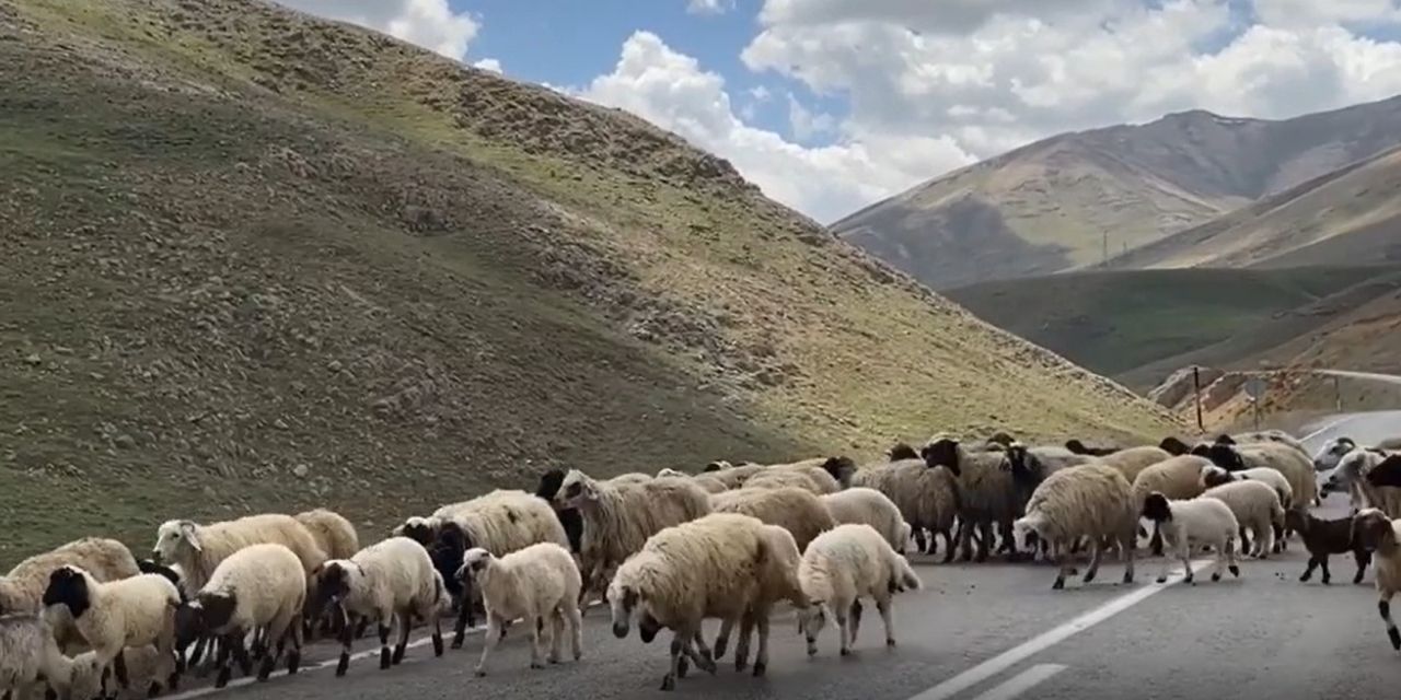 Çobanın fiyatı 100 bin lira saman 15 bin: Kurbanlık satmak hayal oldu