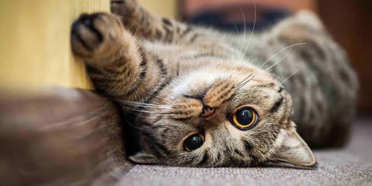 Dokuz canından birini daha kullandı: Saniyelerle kurtuldu