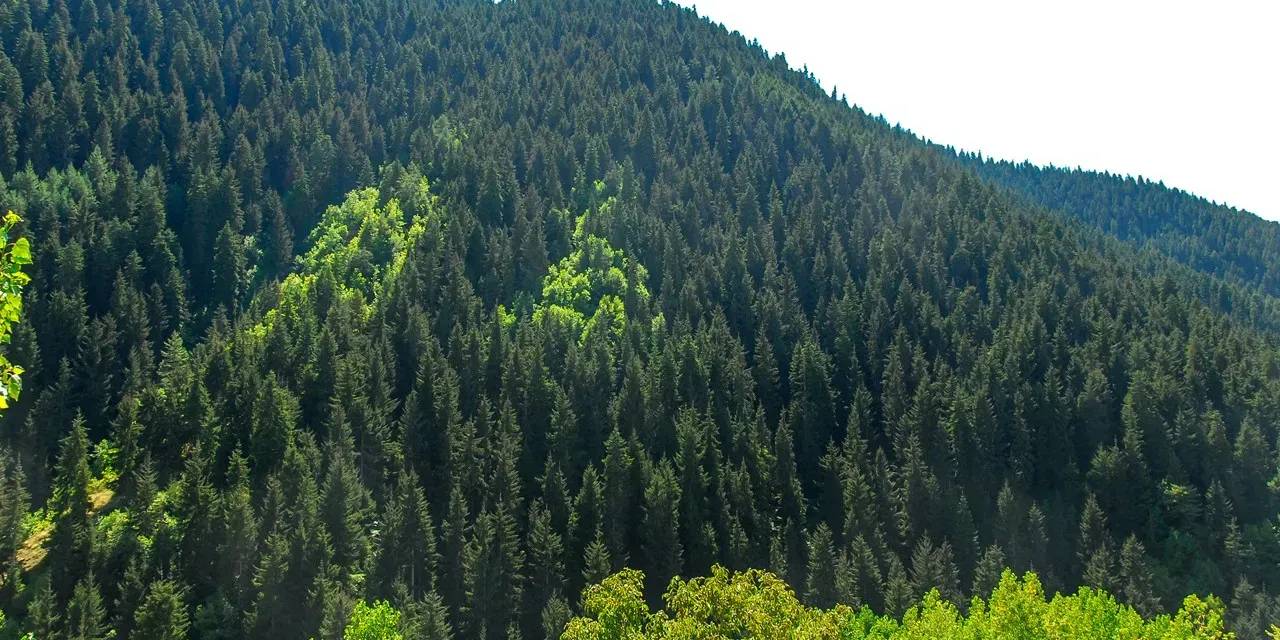 Valilik açıkladı: Ormanlara giriş yasaklandı