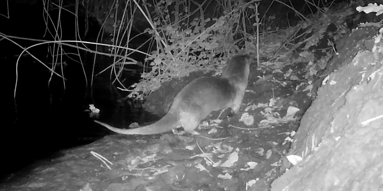 Sakarya'da nehirden çıktı