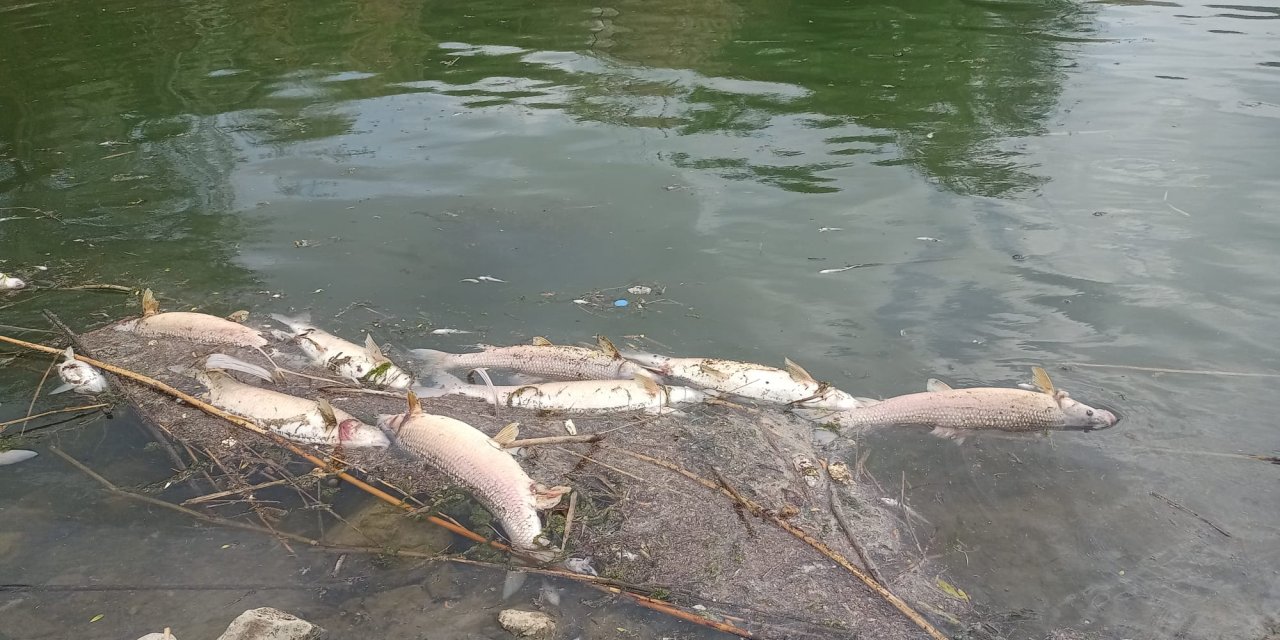 Nehirlerde balık ölümleri artıyor