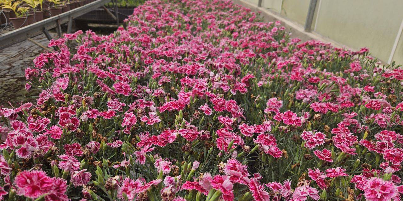 Yerli karanfille çiçek gibi başarı: Antalya'dan dünyaya ihracat