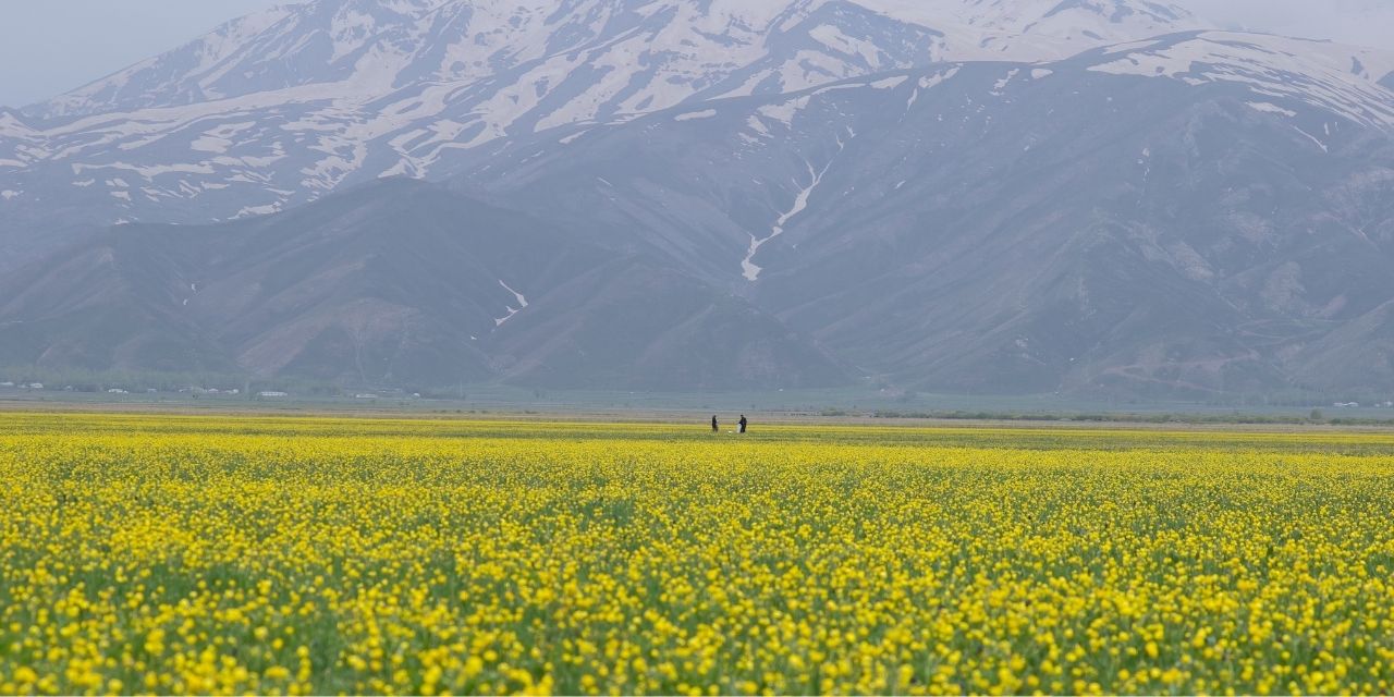 Hakkari’de görsel şölen: Tarlalar baharın renkleriyle canlandı
