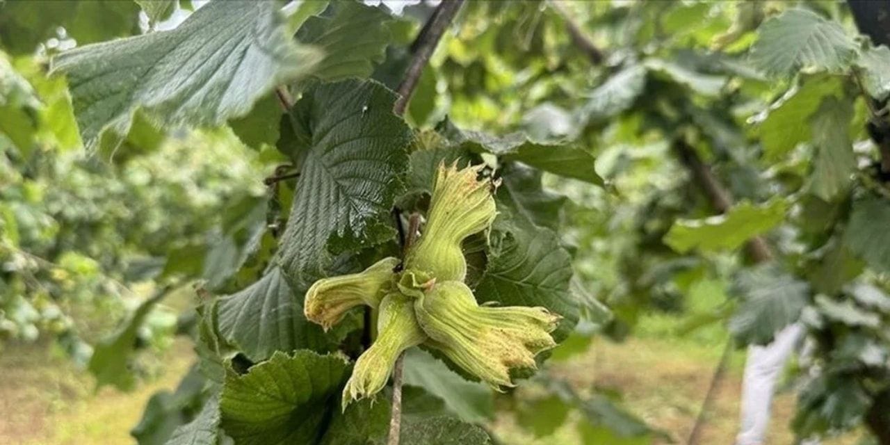 Yeni sezonda ne kadar kazanacaklar? Fındık işçisinin 2025 yevmiyesi belli oldu