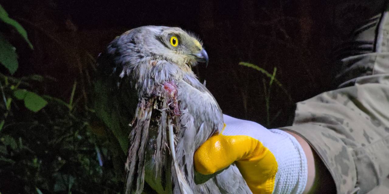 Nesli tehlikedeki yırtıcı kuş Samandağ'da yaralı bulundu