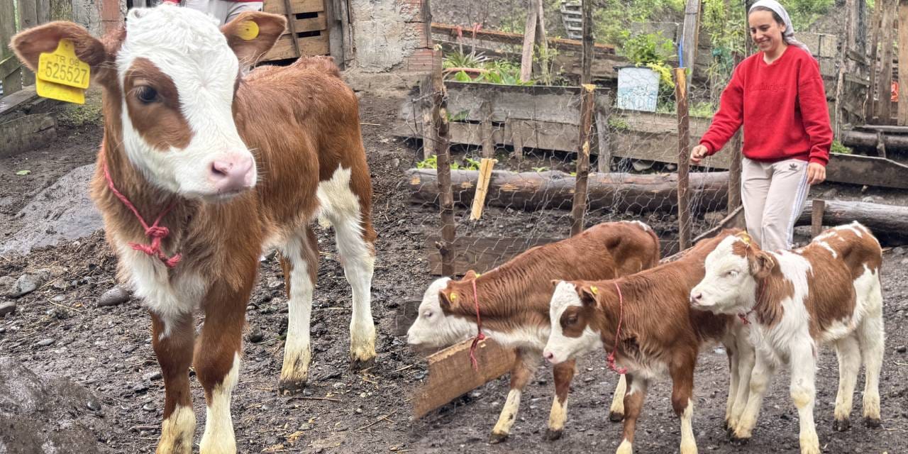 Veteriner zor yetişti: Artvin'de bir inek dördüz doğurdu!